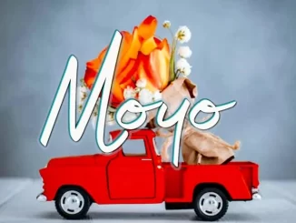 Moyo by Dayoo