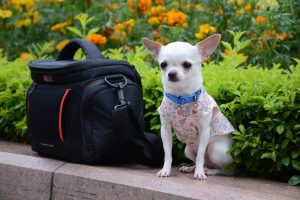 FAQs and Complete Guide to Keeping a Chihuahua Dog