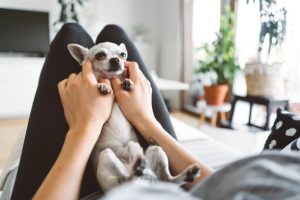 FAQs and Complete Guide to Keeping a Chihuahua Dog