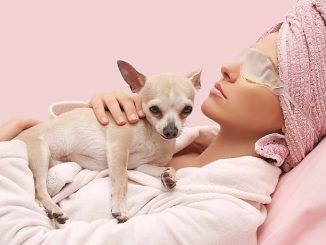 Complete Chihuahua Dog Care Guide