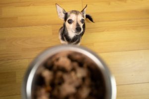 Guide to Choosing the Best Food for Your Chihuahua 2024 