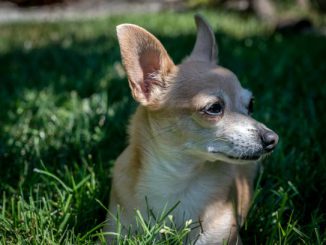 Guide to Choosing the Best Food for Your Chihuahua 2024